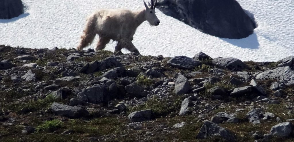 This poor goat is said to have drowned trying to get away from frenzied photo-happy tourists.