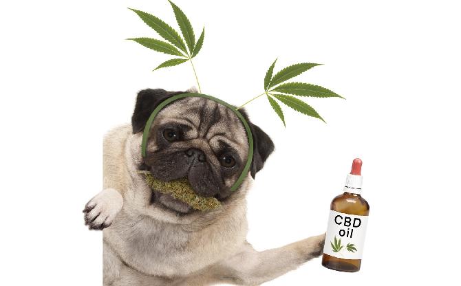 Dog with CBD oil1